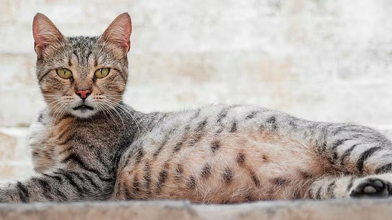 Hamile Kedinizin Bakımı ve Beslenmesi