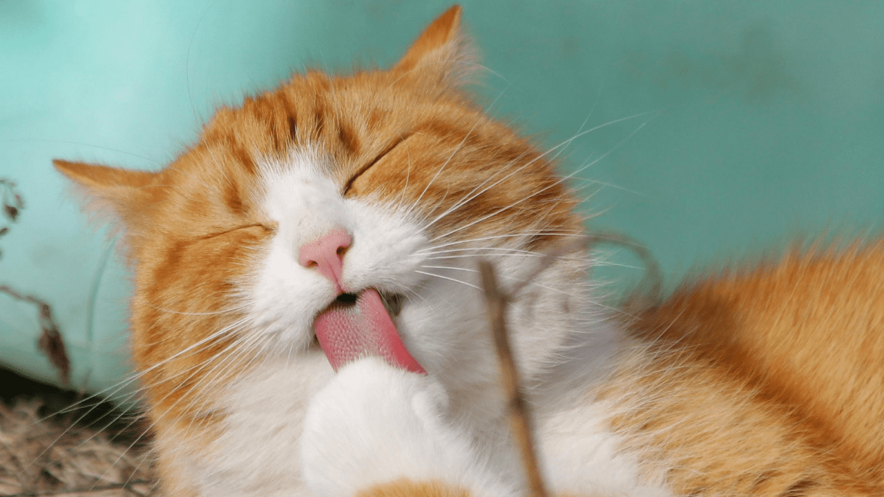 Kedi Maltı Nedir? Ne İşe Yarar?