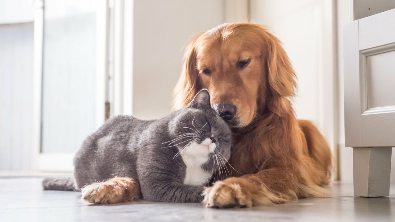 Kedi ve Köpek Aynı evde yaşayabilir mı ?