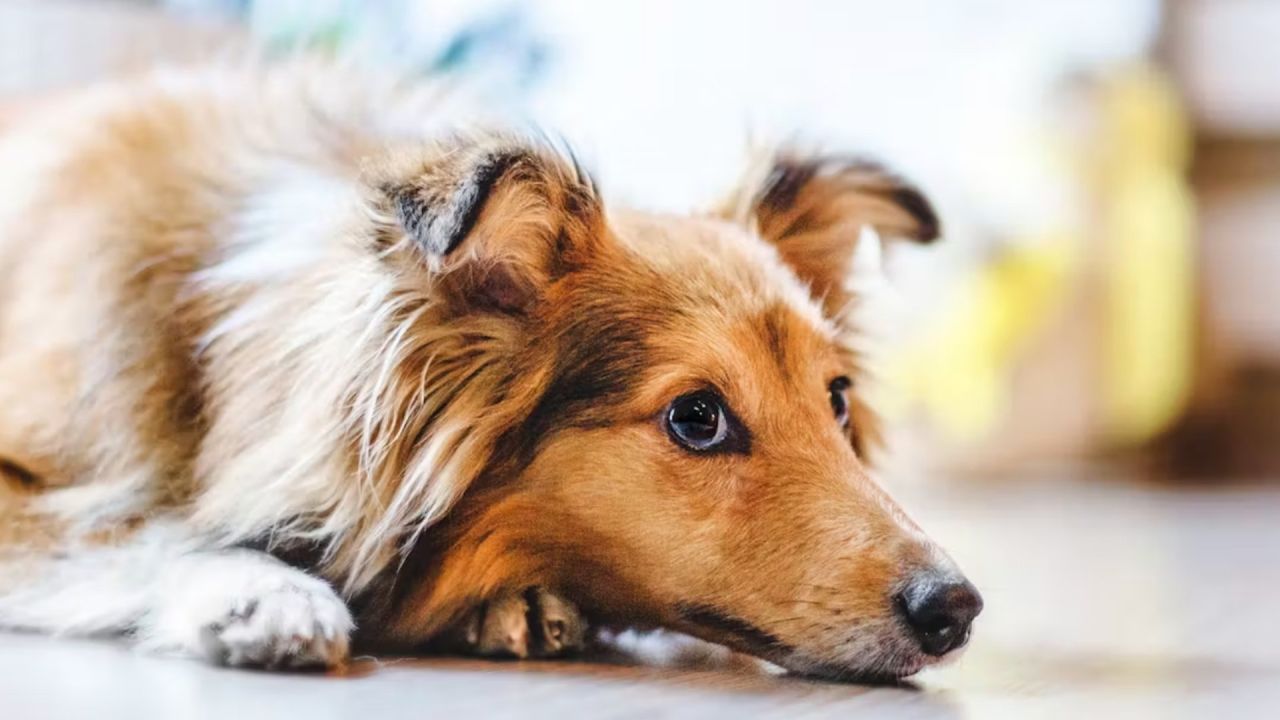 Köpeğinize Vermemeniz Gereken 10 Zehirli Yiyecek