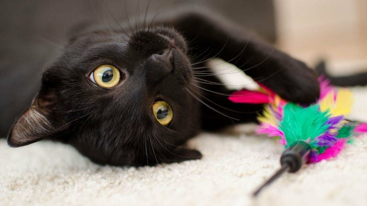 Kedi Sahiplenenlerin Alması Gerekenler