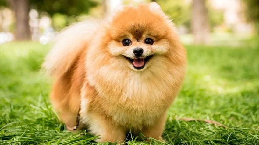 Köpekler Yaş Mama Sever mi?